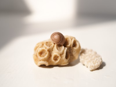 贝壳上的棕色蜗牛